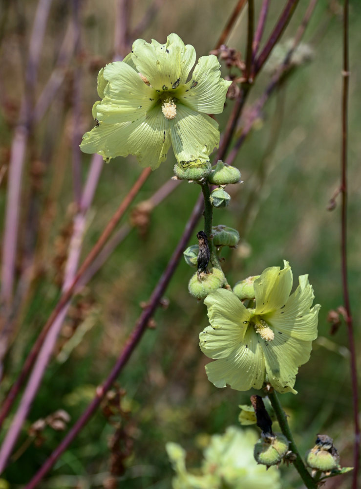 Изображение особи Alcea rugosa.