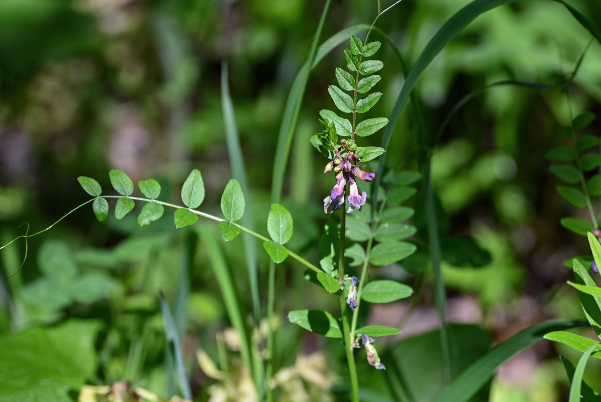 Изображение особи Vicia sepium.