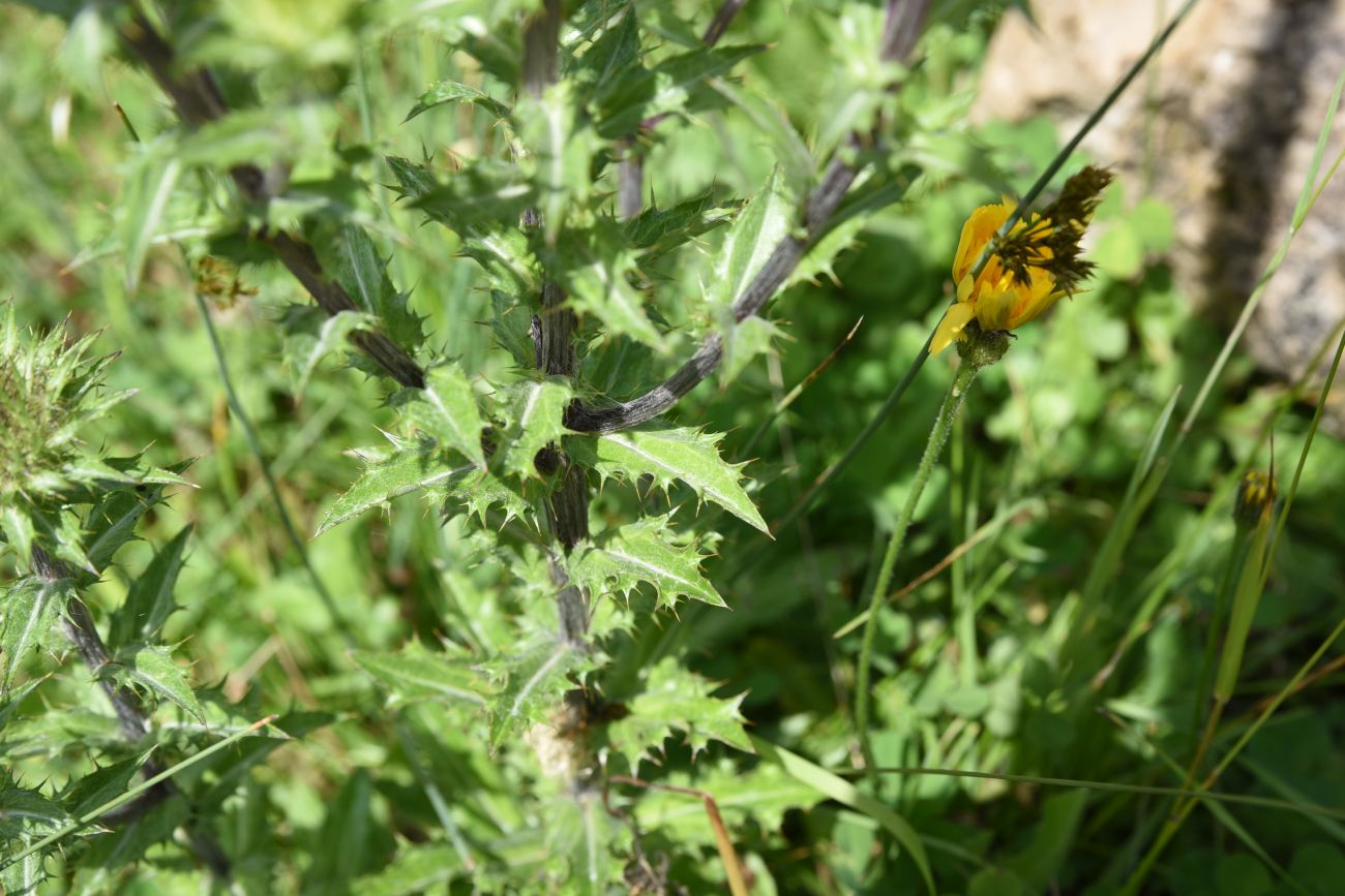 Image of Carlina biebersteinii specimen.