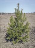 Pinus sylvestris. Молодое дерево. Пермский край, Кунгурский р-н, окр. дер. Дейково, окр. ур. Греховская гора, залежь. 15.04.2023.