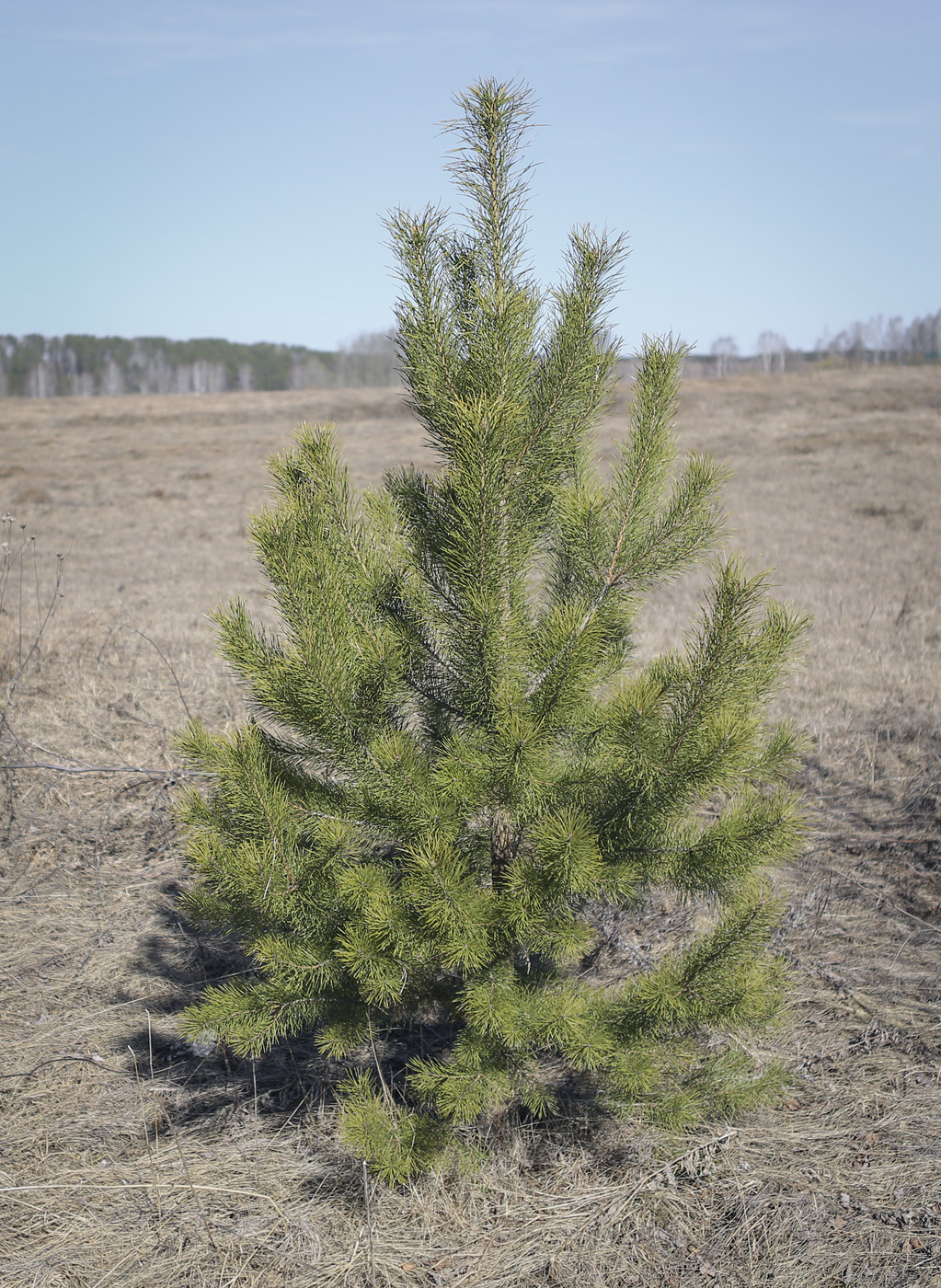 Изображение особи Pinus sylvestris.