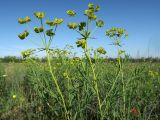 Euphorbia virgata