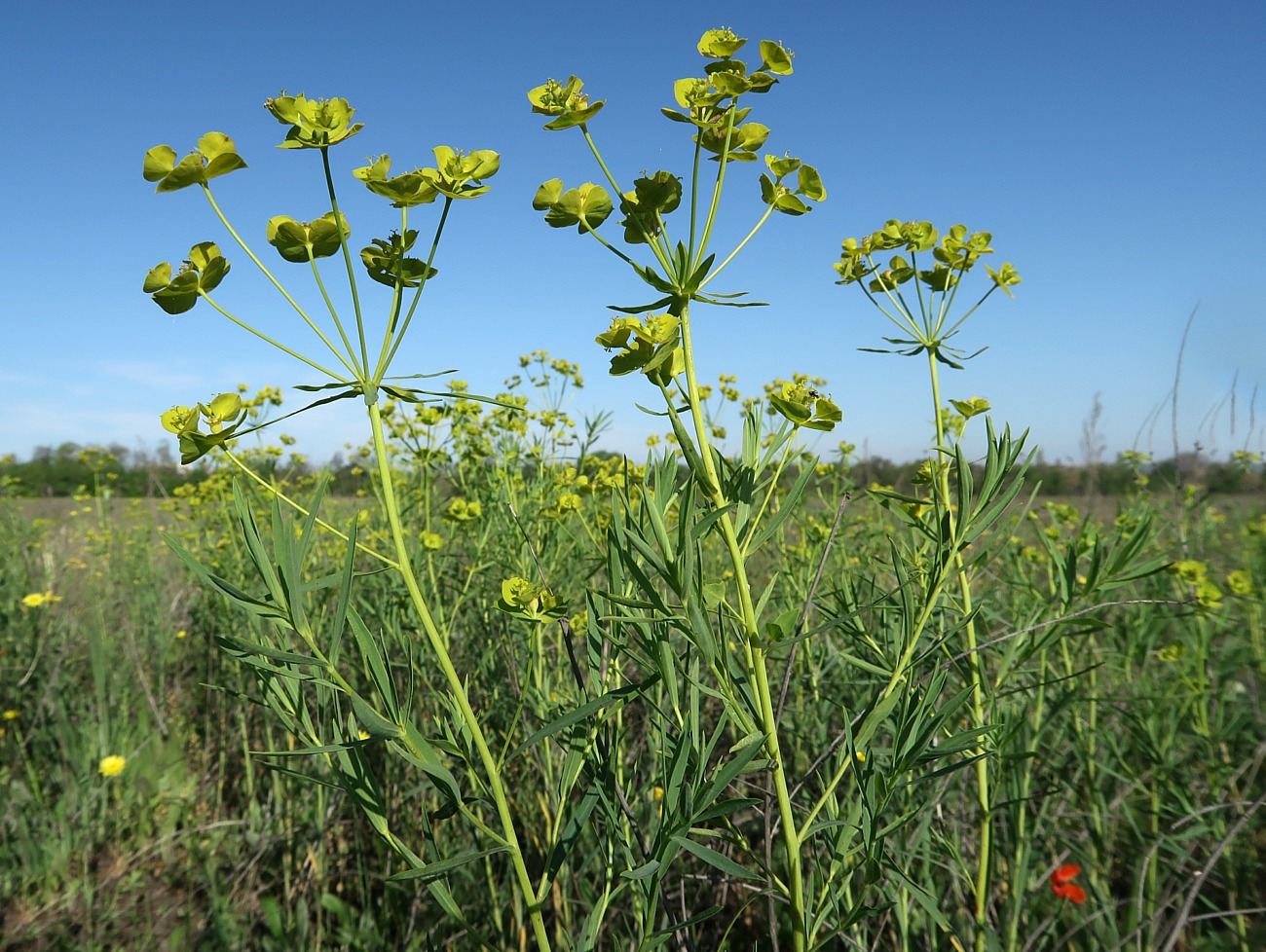 Изображение особи Euphorbia virgata.