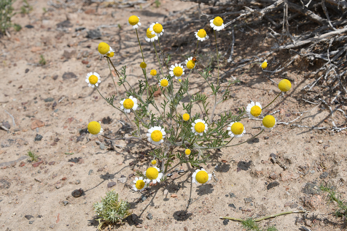 Image of Anthemis ruthenica specimen.