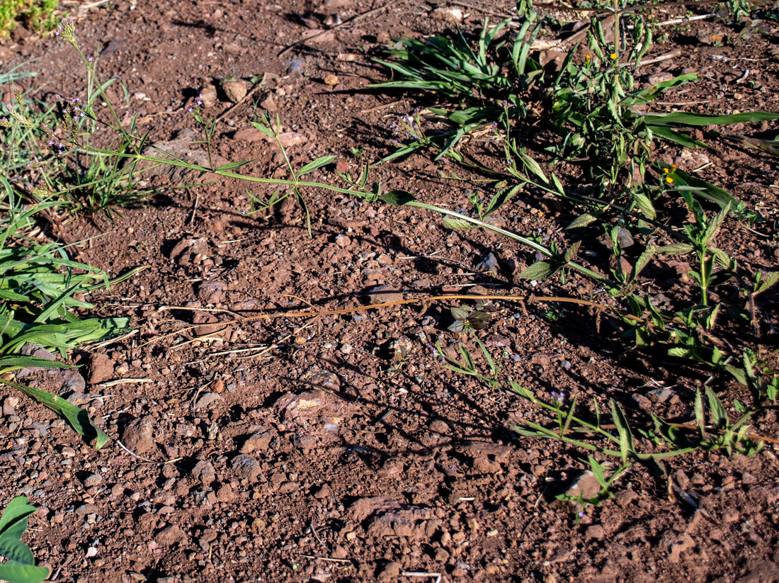 Image of Verbena litoralis specimen.