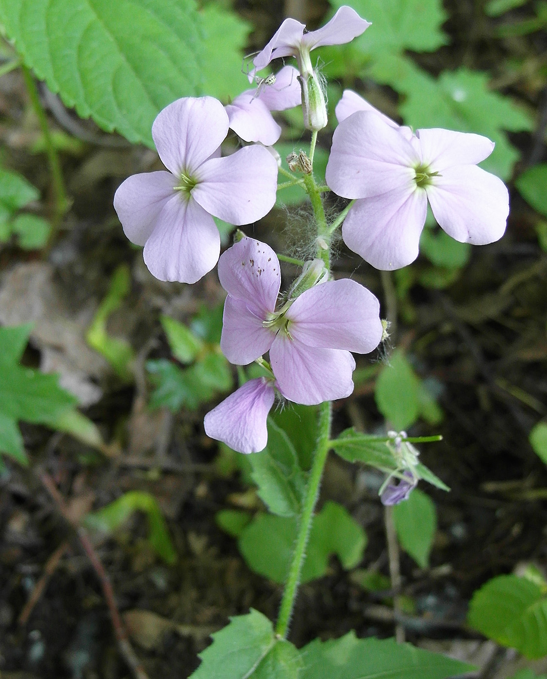 Image of genus Hesperis specimen.