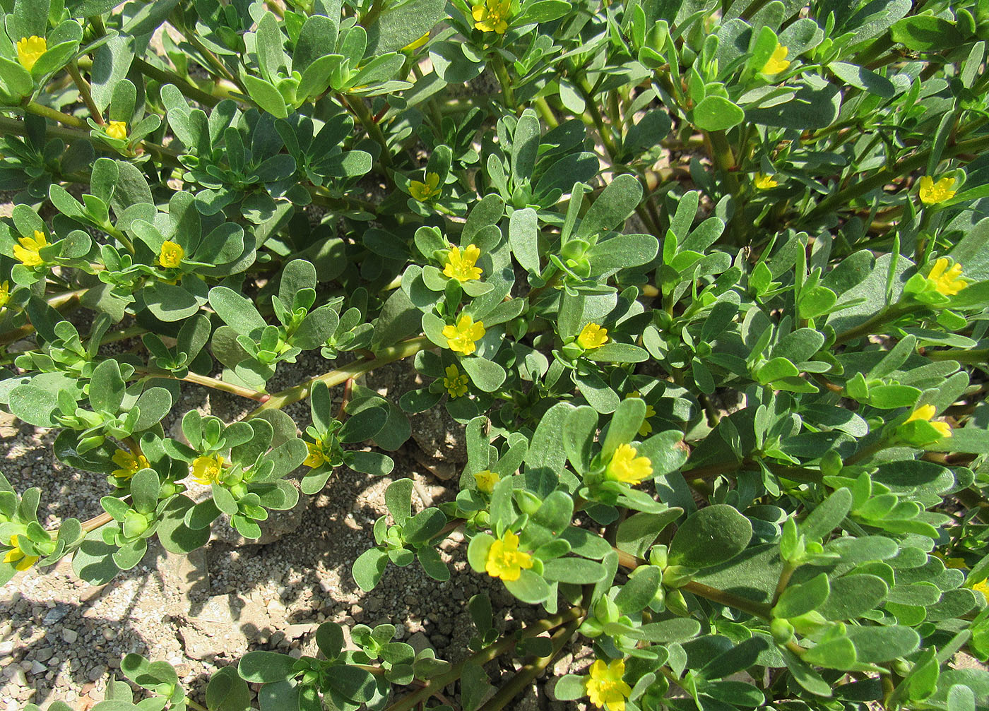 Image of Portulaca oleracea specimen.