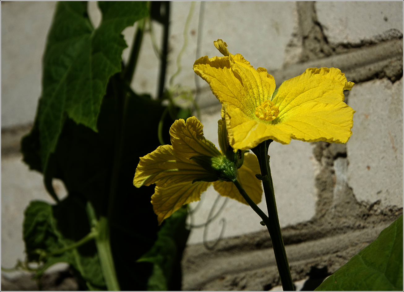 Image of Luffa aegyptiaca specimen.