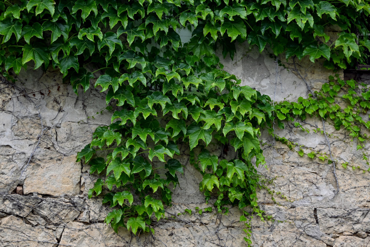 Image of Parthenocissus tricuspidata specimen.