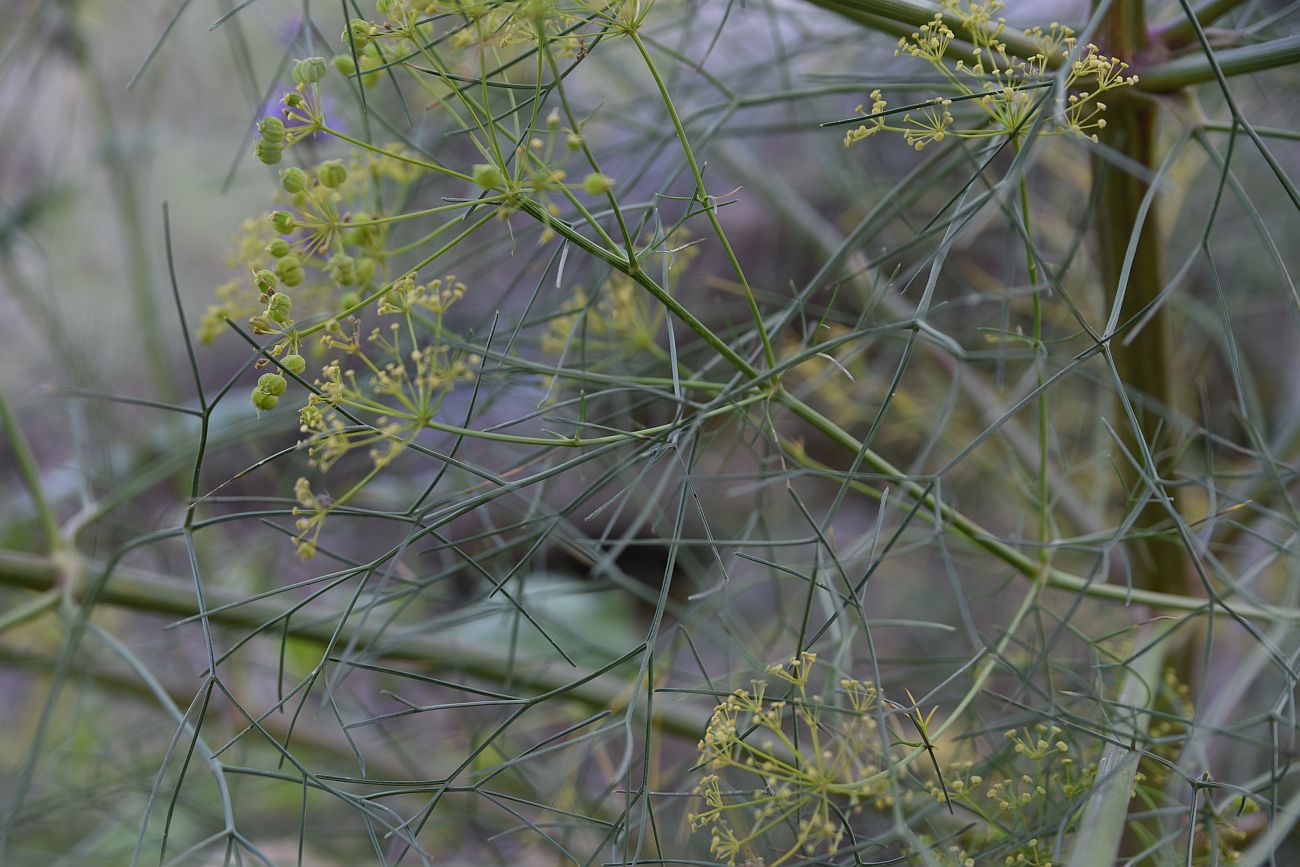 Image of Bilacunaria microcarpos specimen.