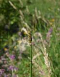 Equisetum fluviatile. Верхушка побега со стробилом. Чечня, Шаройский р-н, долина р. Цесиахк, окр. водопада Цеси, влажный участок берега. 9 августа 2023 г.