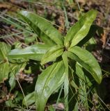 Gentiana cruciata. Верхушка растения с бутоном. Пермский край, Кунгурский р-н, окр. дер. Дейково, ур. Греховская гора, разнотравный луг на вершине урочища. 06.08.2023.