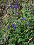 Salvia stepposa. Верхушки побегов с соцветиями. Оренбургская обл., Кувандыкский гор. округ, окр. дер. Первое Юмагузино, луг. 05.07.2023.