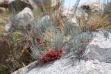 Ephedra intermedia