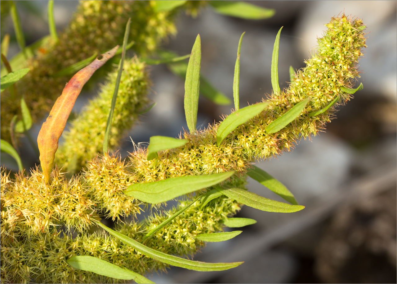 Изображение особи Rumex maritimus.