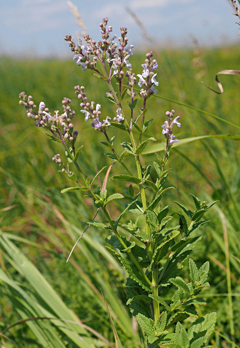 Image of Nepeta nuda specimen.