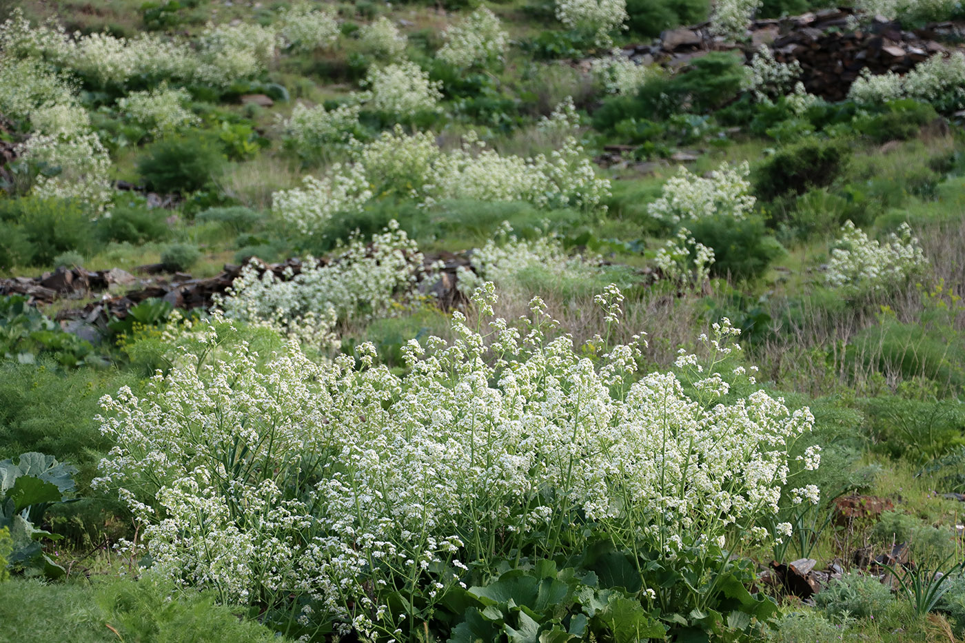 Image of Crambe kotschyana specimen.