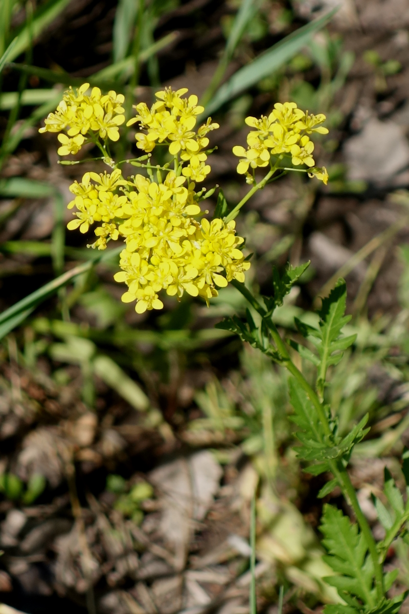 Изображение особи Rorippa sylvestris.