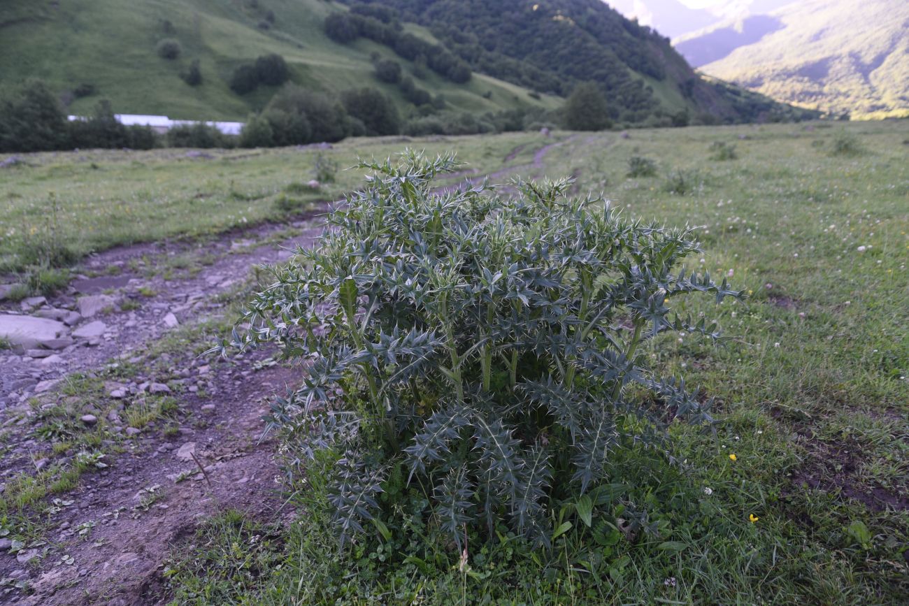 Изображение особи род Cirsium.