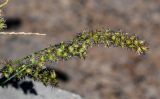 Cenchrus echinatus. Соплодия. Египет, мухафаза Кена, г. Луксор, Карнакский храмовый комплекс, у дороги. 06.05.2023.