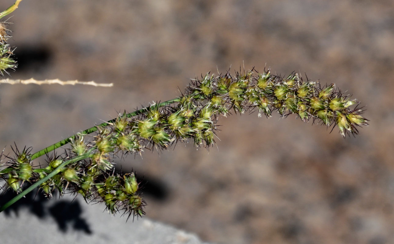 Изображение особи Cenchrus echinatus.