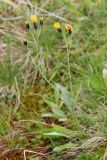 Hieracium prolixiforme