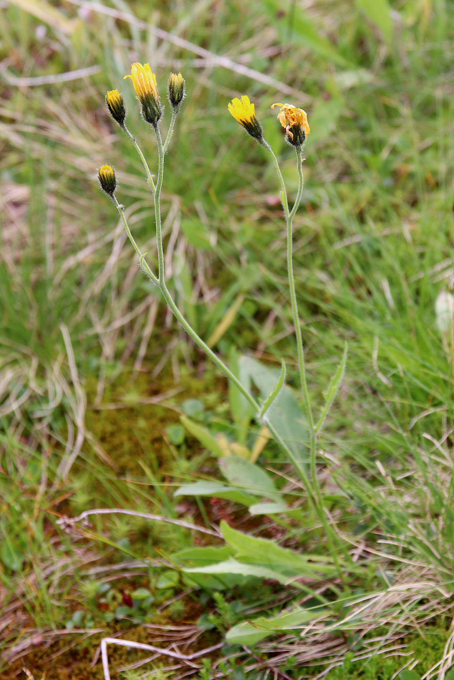 Image of Hieracium prolixiforme specimen.