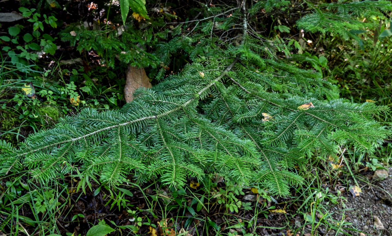 Изображение особи Abies sachalinensis.