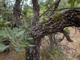 Quercus pubescens. Часть поросшего лишайниками и мхами изогнутого ствола с основаниями ветвей и водяным побегом. Крым, Южный Берег, окр. пос. Лесной, дубово-кустарниковое редколесье. 26.05.2024.