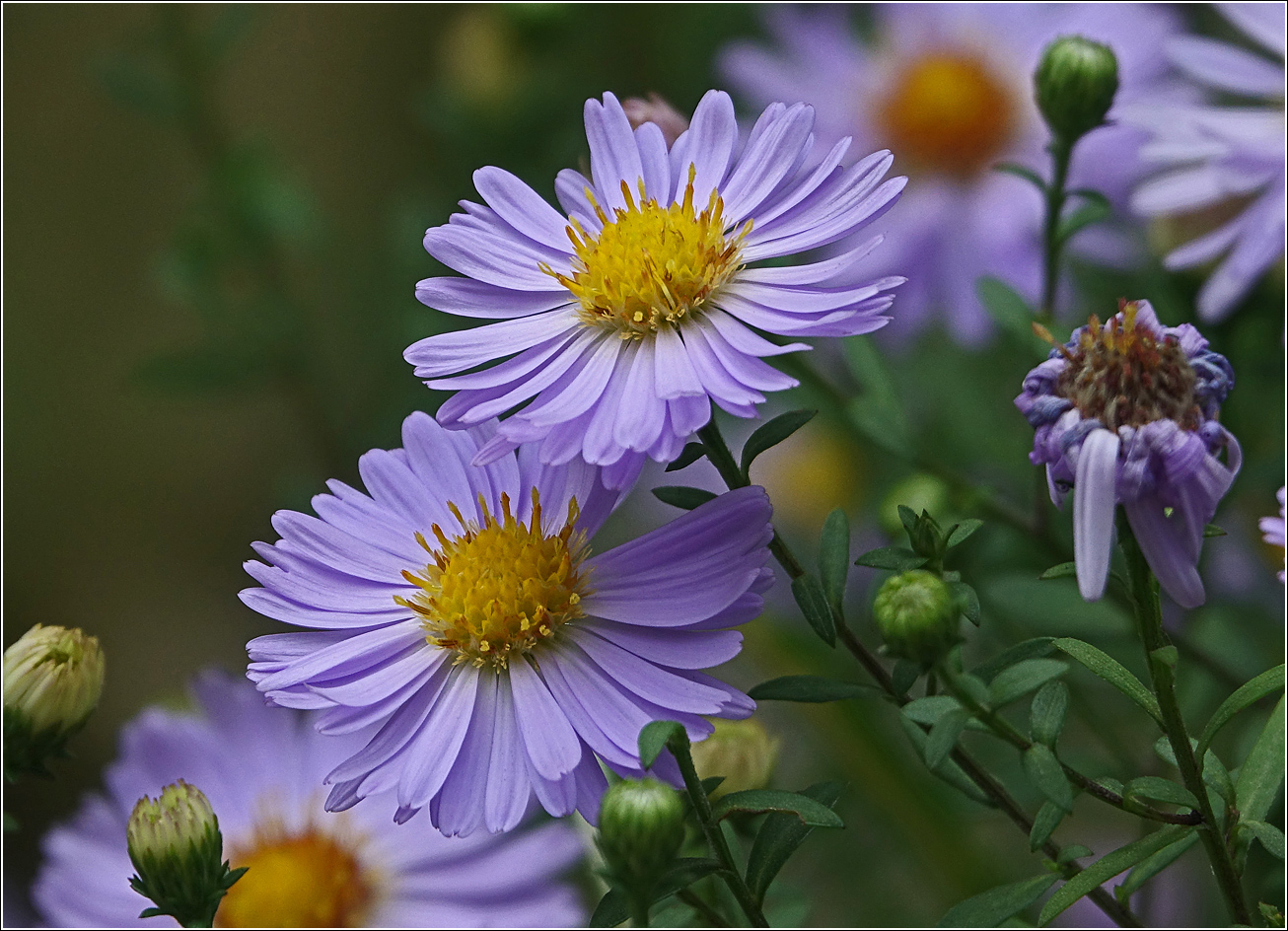 Image of genus Symphyotrichum specimen.