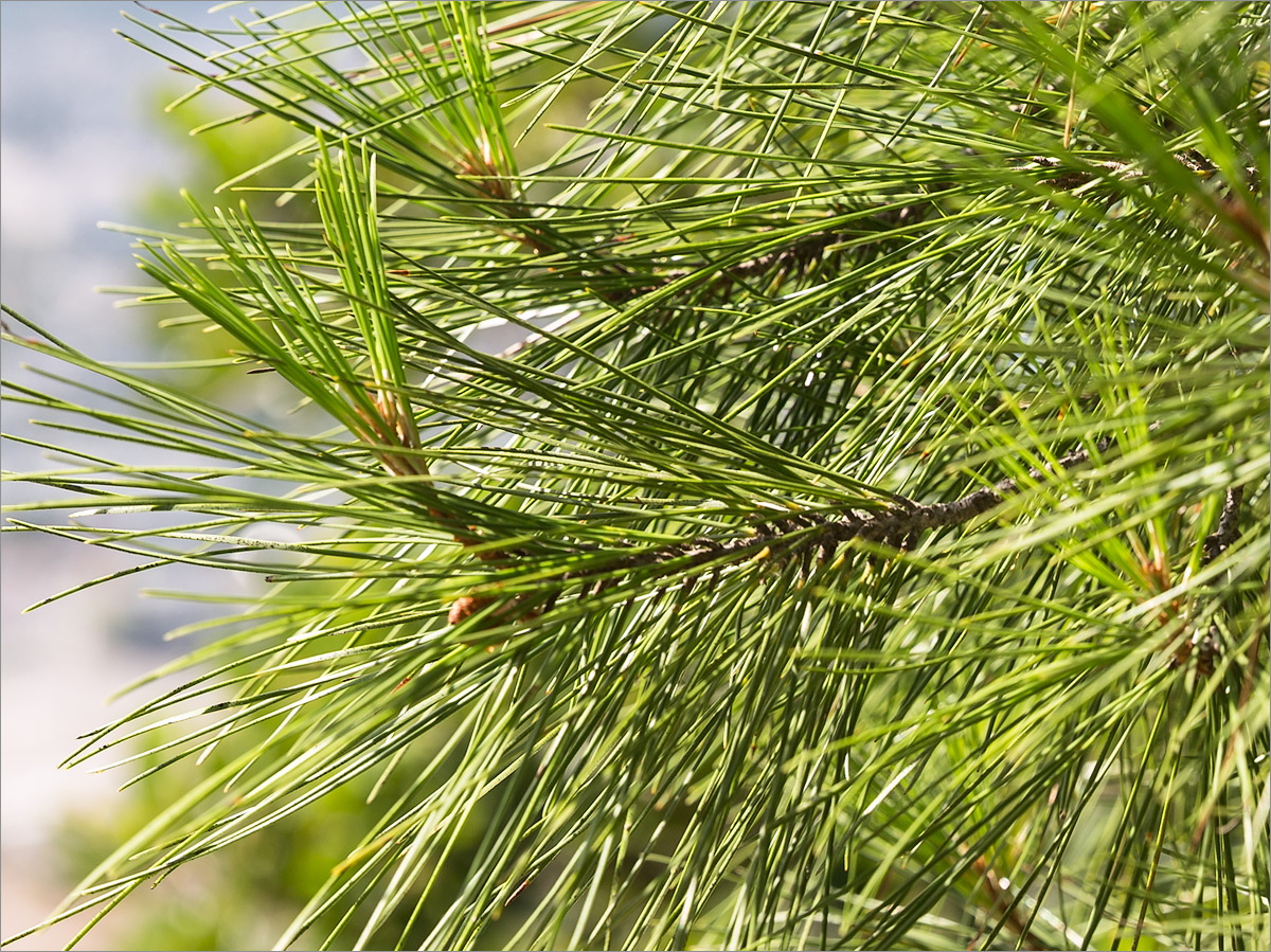 Изображение особи Pinus brutia.