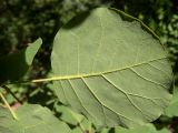 Cotinus coggygria. Лист (вид на абаксиальную поверхность). Крым, Южный Берег, сев. склон горы Аю-Даг, возле туристической тропы. 25.05.2024.