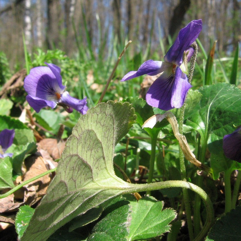 Image of Viola &times; vindobonensis specimen.