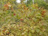 Viburnum sargentii. Плодоносящее растение в осенней окраске. Хабаровский край, окр. г. Комсомольск-на-Амуре, дол. руч. Тёплый Ключ, опушка лиственного леса. 18.09.2024.