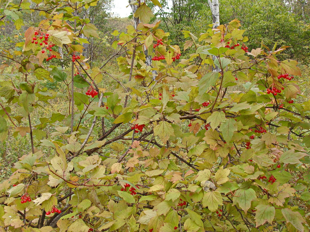 Image of Viburnum sargentii specimen.