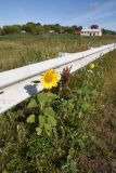 Helianthus annuus. Цветущее растение. Липецкая обл., Данковский р-н, окр. дер. Масловка, обочина дороги. 3 августа 2024 г.