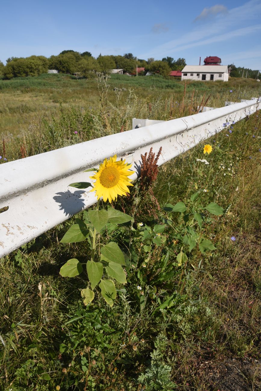 Изображение особи Helianthus annuus.