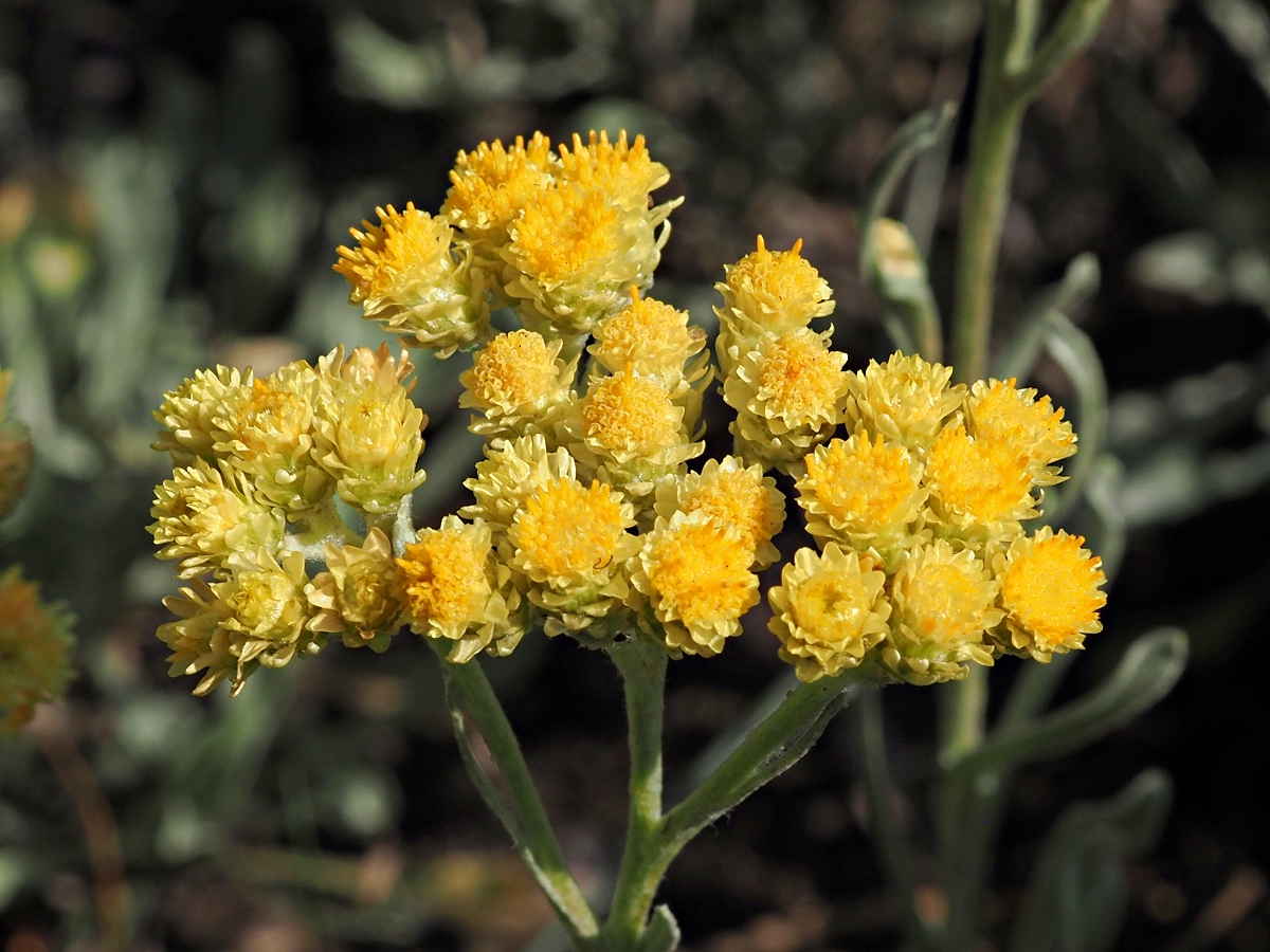 Image of Helichrysum arenarium specimen.