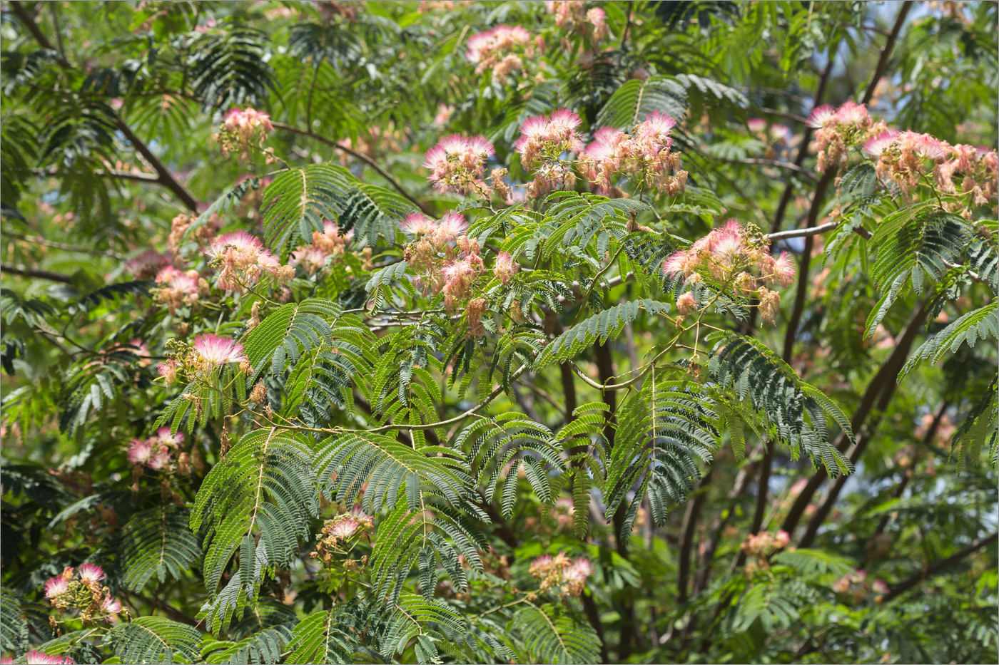 Image of Albizia julibrissin specimen.