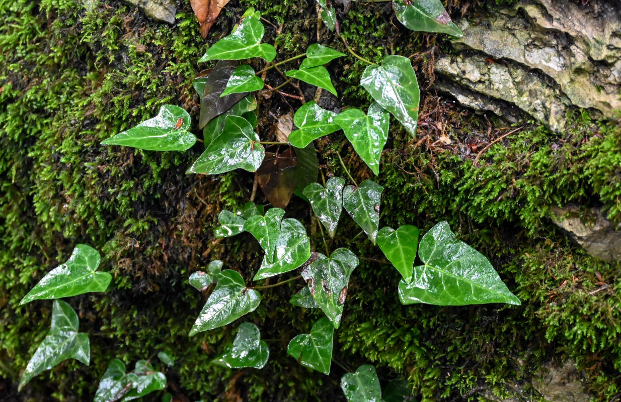 Image of Hedera sinensis specimen.