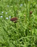 genus Sanguisorba. Верхушка растения с развивающимся соцветием. Чечня, Шаройский р-н, окр. ур. Хиндушты, опушка леса, луг. 1 июля 2024 г.