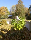 Catalpa bignonioides