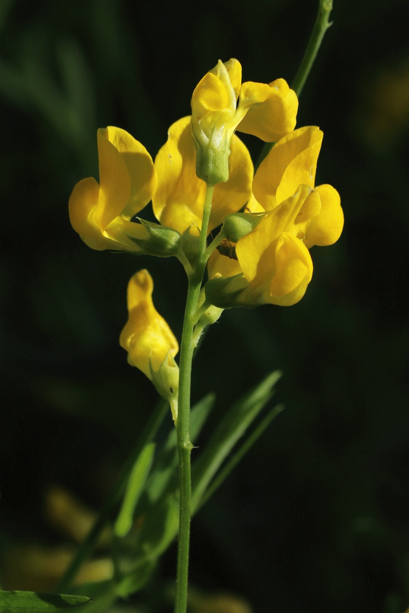 Image of Lathyrus pratensis specimen.