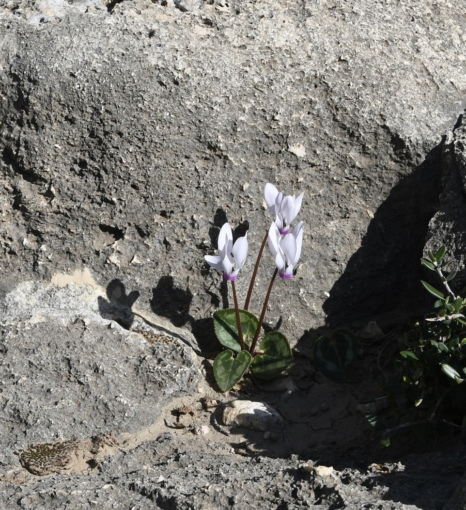 Изображение особи Cyclamen persicum.