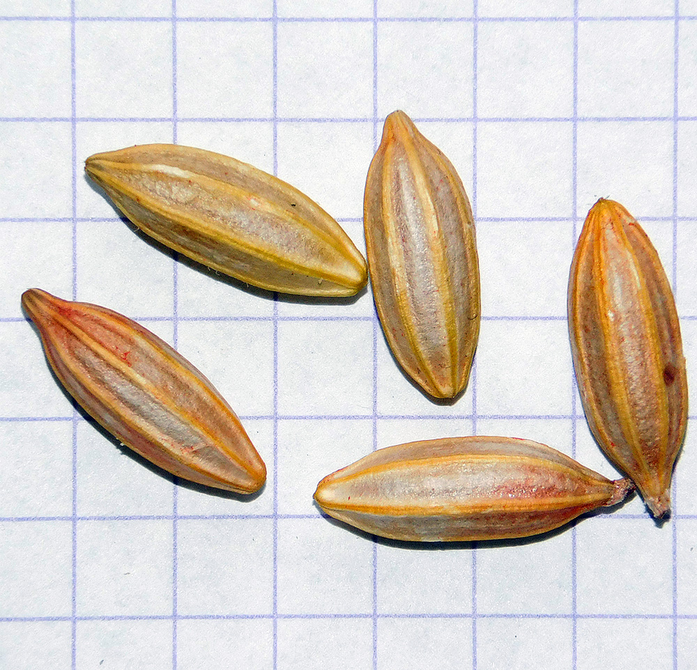 Image of Elaeagnus pungens specimen.