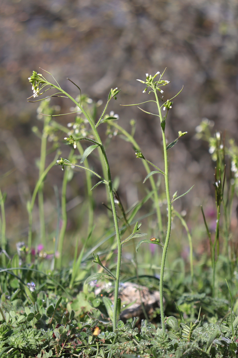 Image of Arabidopsis thaliana specimen.