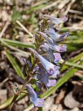 View full-size image Corydalis turtschaninovii