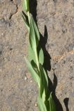 View full-size image Turritis glabra