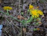 View full-size image Picris hieracioides