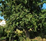 Смотреть изображение род Pyrus